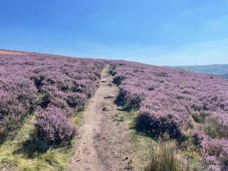 bamford edge walk path lined with purple plants