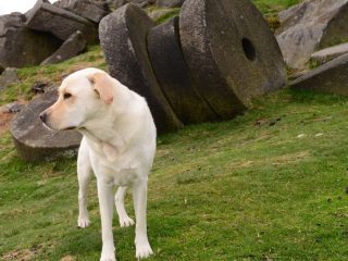 Peak District Dog Friendly Hotels - featured image