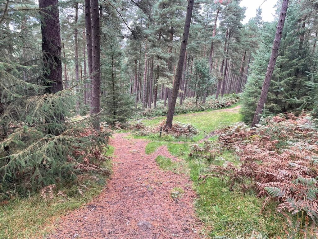 bottom wooded section of win hill walk
