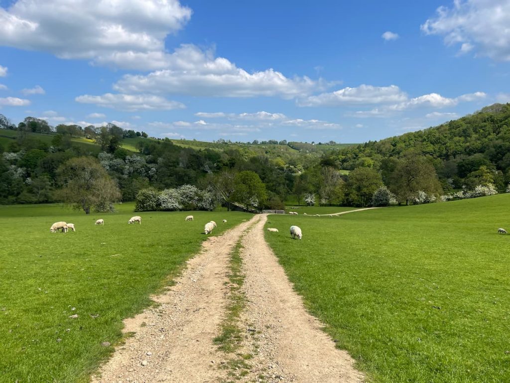 sheep in field along the footpath of the limestone way