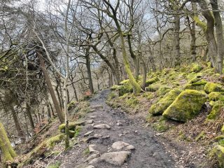 padley gorge walk - path in forest with moss covered trees