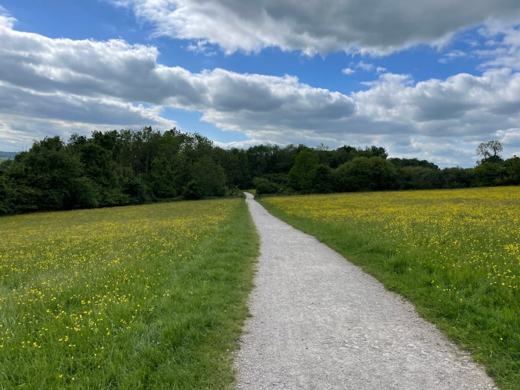 yellow flower field along Carsington water Walk