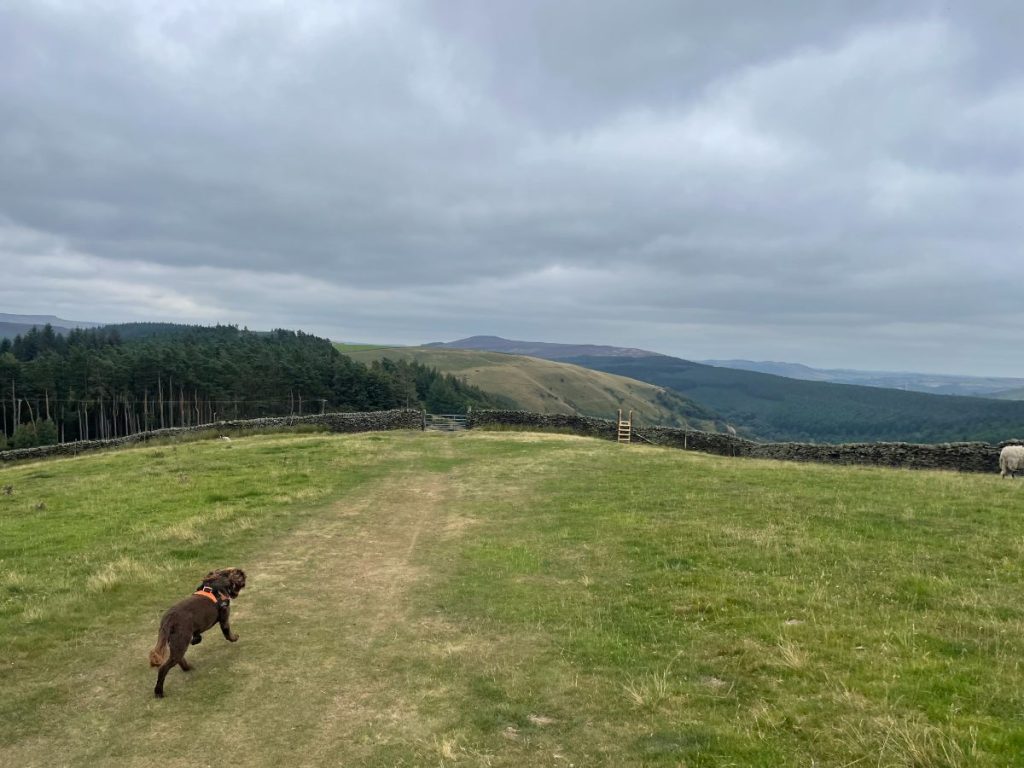 stone wall with stile and dog running near alport castles