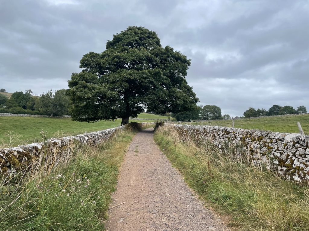 main track with large tree leading back from thors cave walk to wetton